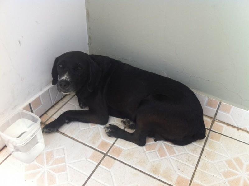 Animal encontrado no bairro Cruzeiro Do Sul