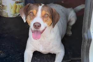 Delegado apura denúncia de abandono de cachorro em Criciúma e encontra situação inusitada