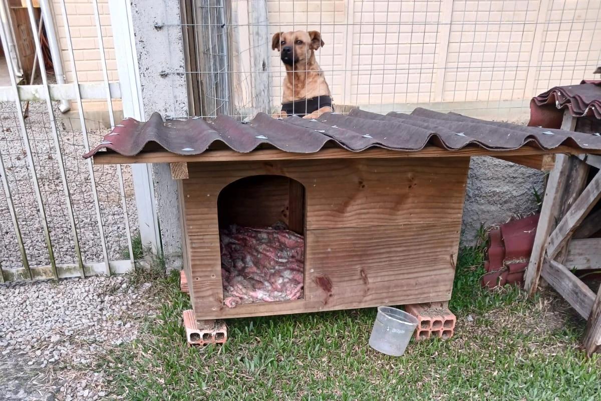 Fotos e vídeos: moradora encontra veneno em comida após desaparecimento de cães em Criciúma