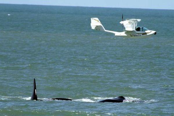 Donos de aeronaves multados por molestar baleia franca