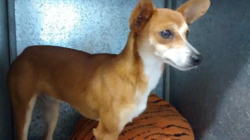 Animal encontrado no bairro São Luiz
