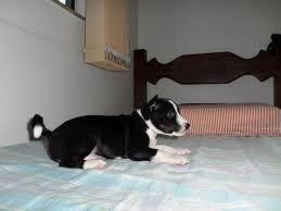 Animal para adoção