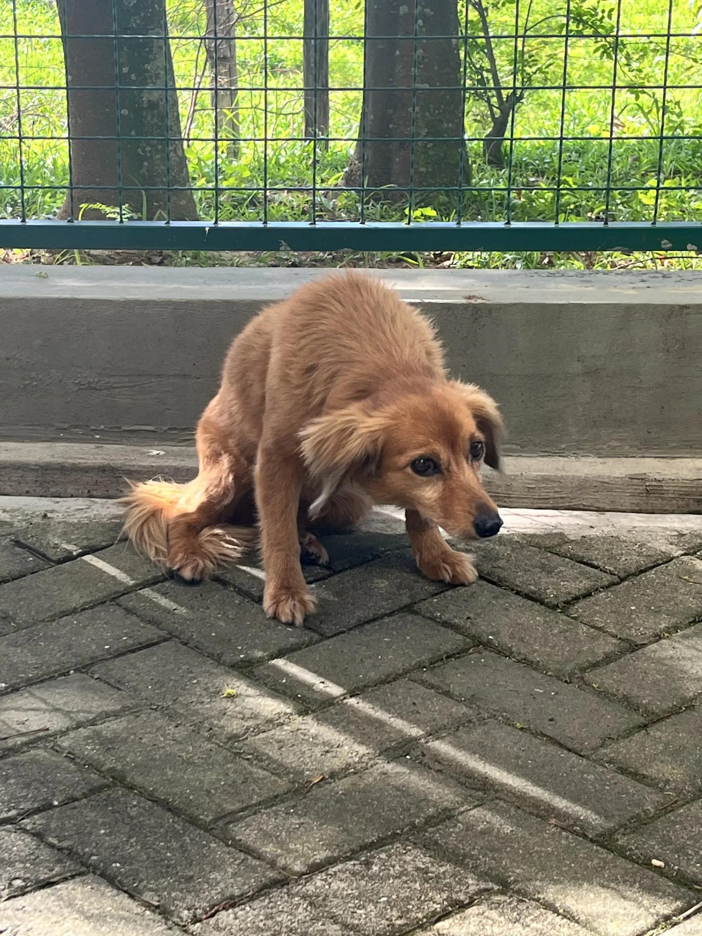 Animal encontrado no bairro Brasília