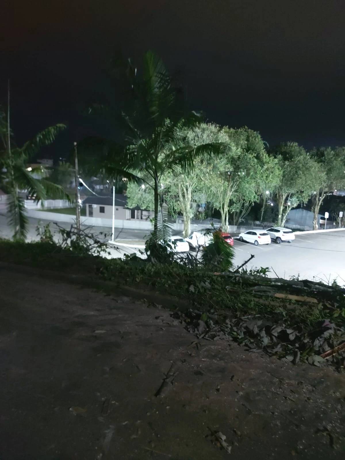 Moradores questionam derrubada de árvores em Siderópolis; veja vídeo — foto 2