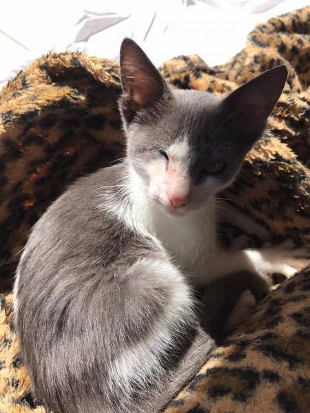 Instituto de Defesa dos Animais busca apoio para cirurgia e tratamento de animal de rua