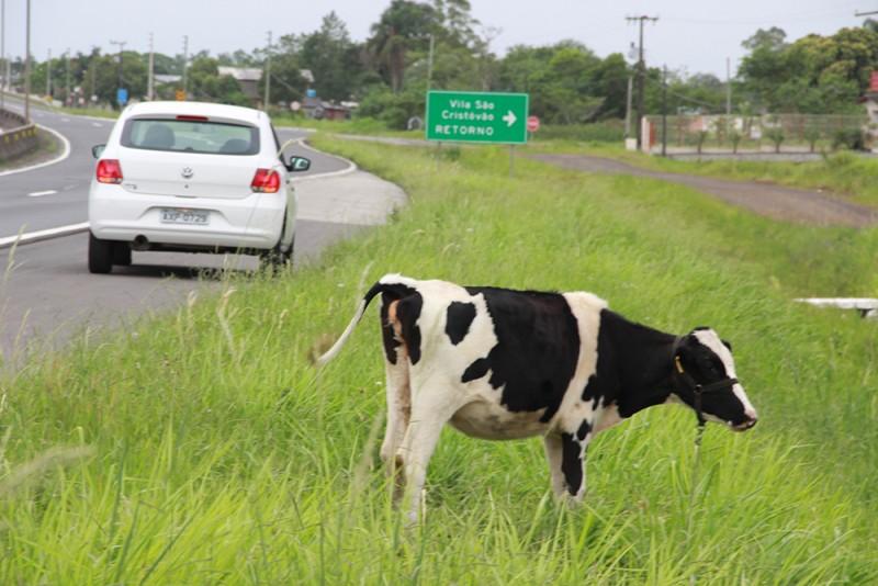 Ao dirigir, mais atenção quanto os animais na rodovia