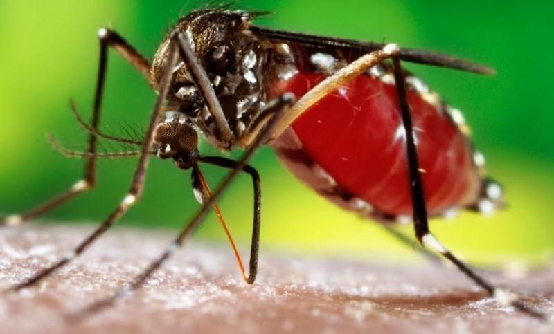 Criciúma registrou 39 focos do mosquito Aedes aegypti este ano