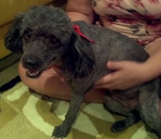 Encontrei uma poodle toy na rodovia