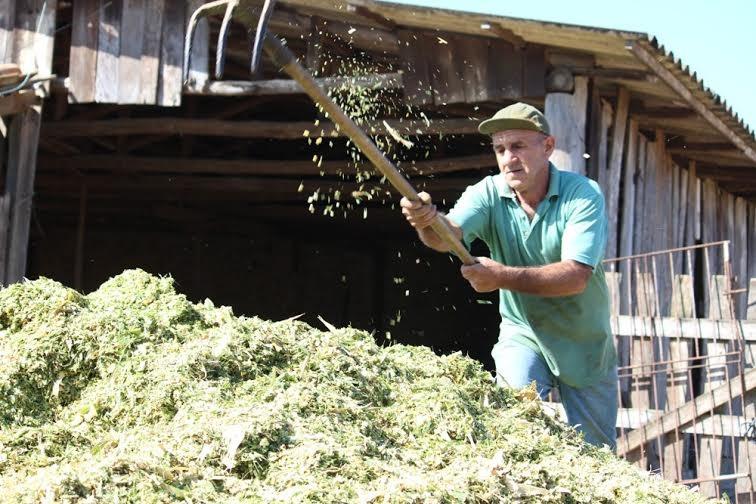 Agricultores iniciam silagem visando o inverno