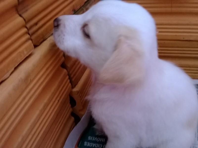 Filhotes de cão para doar