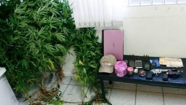 Polícia Militar apreende arma, munição e cinco pés de maconha