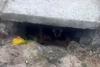 'Tem um cachorro morando dentro da boca de lobo', diz vereador de Criciúma