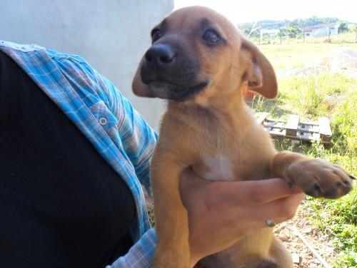 Cachorro Amarelinho abandonado