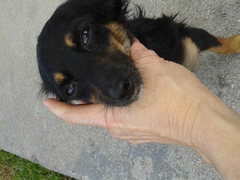 Animal encontrado no bairro Santa Catarina