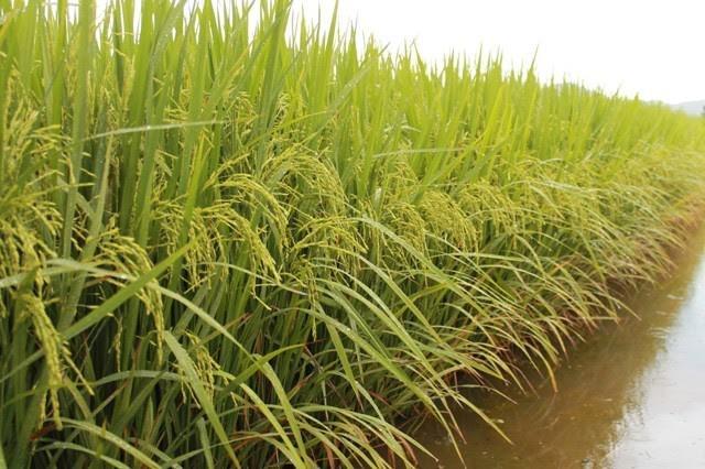 Epagri realiza Seminário Regional sobre Arroz Irrigado
