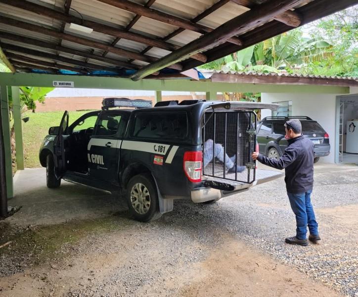 Acusado de arrecadar mais de R$ 220 mil em crimes de estelionato é preso em Criciúma