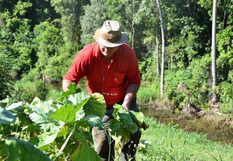 Calor e estiagem afetam agricultura, mas a safra ainda deve ser boa