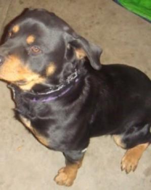 Cadela Rottweiller está sumida