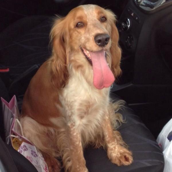 ENCONTRADO!!! Animal encontrado no bairro Sta Barbara