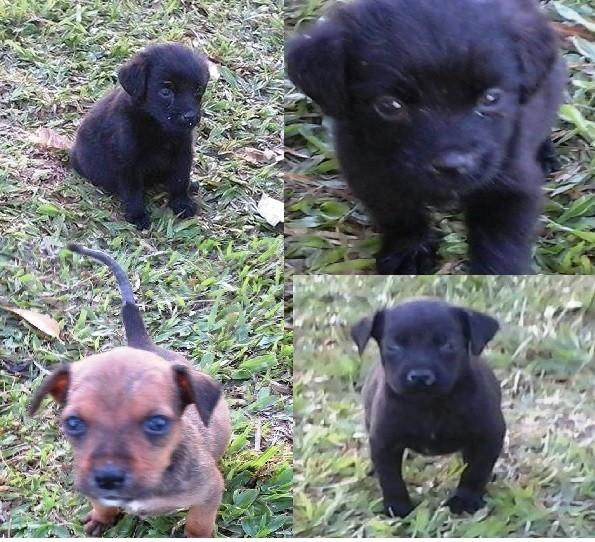 Animal para doação 