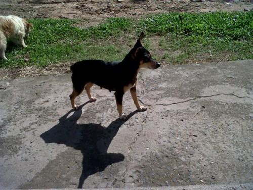 Pinscher no Demboski
