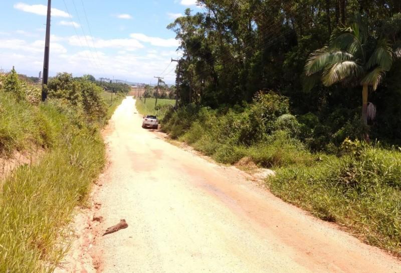 Gato-do-mato em extinção é atropelado em área agrícola de Içara