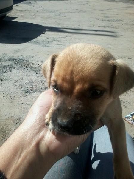 Animal encontrado no bairro Primeira Linha