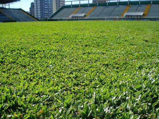 Atenção do Tigre aos perigos do Verdão