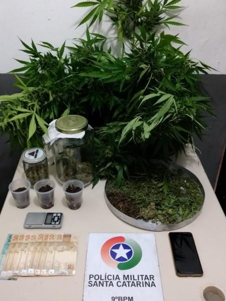 Homem é detido por cultivar maconha em Criciúma