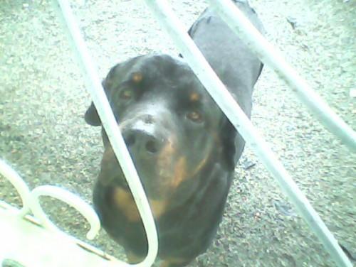 Procura-se um cachorro