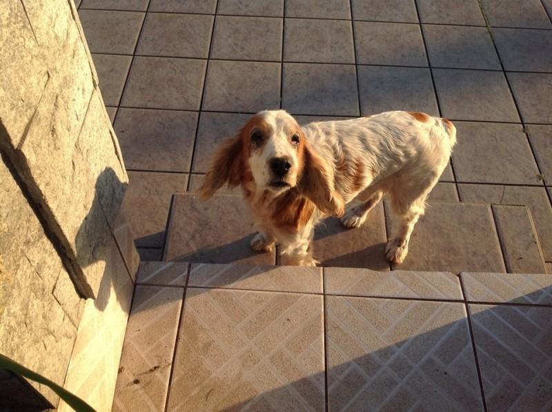 Animal encontrado no bairro Pinheirinho / Santa Bárbara 
