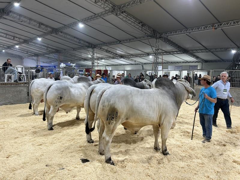 Em cinco dias de feira, mais de 80 mil passaram pela AgroPonte em Criciúma