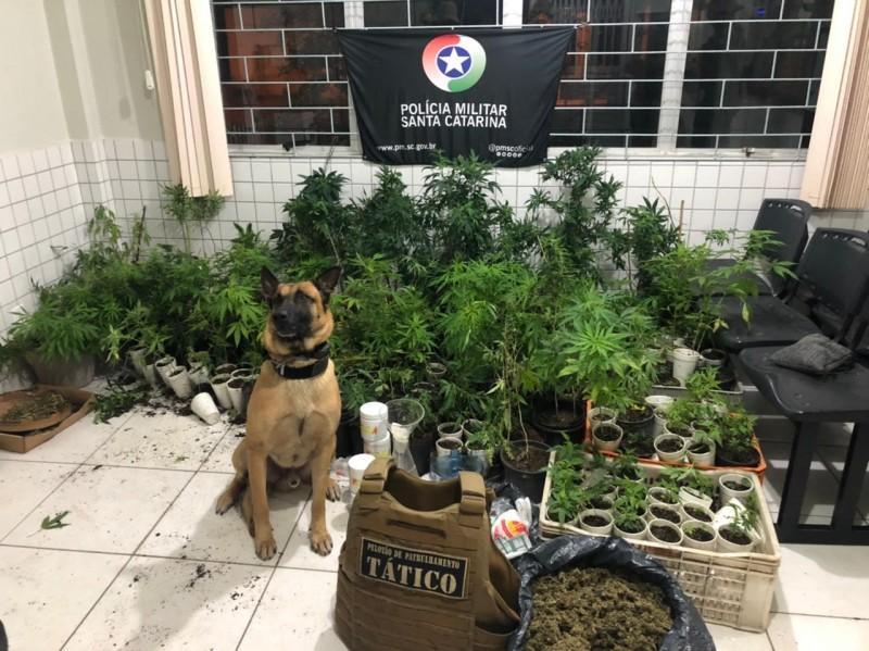 Polícia Militar apreende 295 pés de maconha e três armas de fogo
