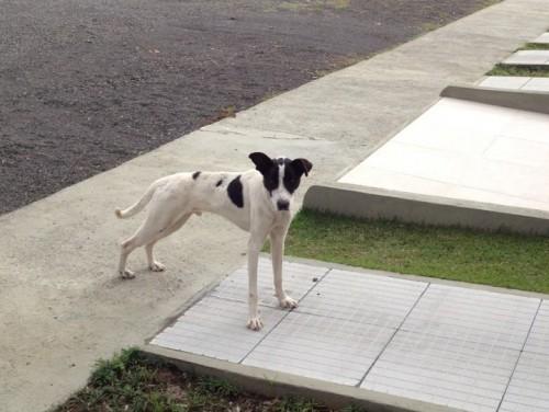  Cão branco e preto com camiseta e marca de coleira está desaparecido