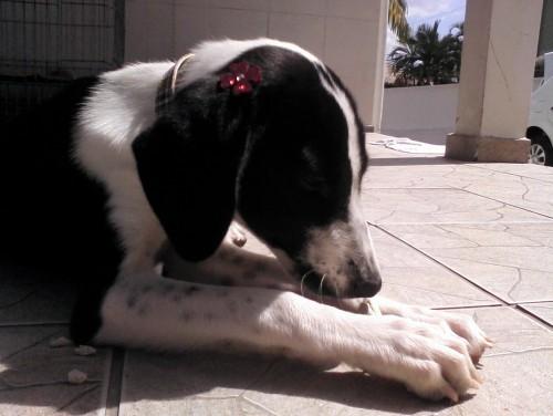 Cachorrinha para adoção