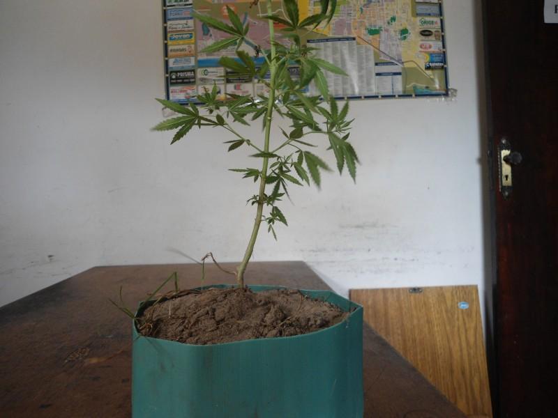 Pé de maconha é apreendido com adolescente 