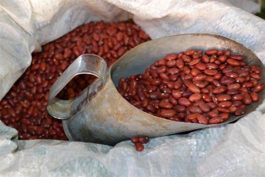 Safra de feijão é considerada positiva por agricultores