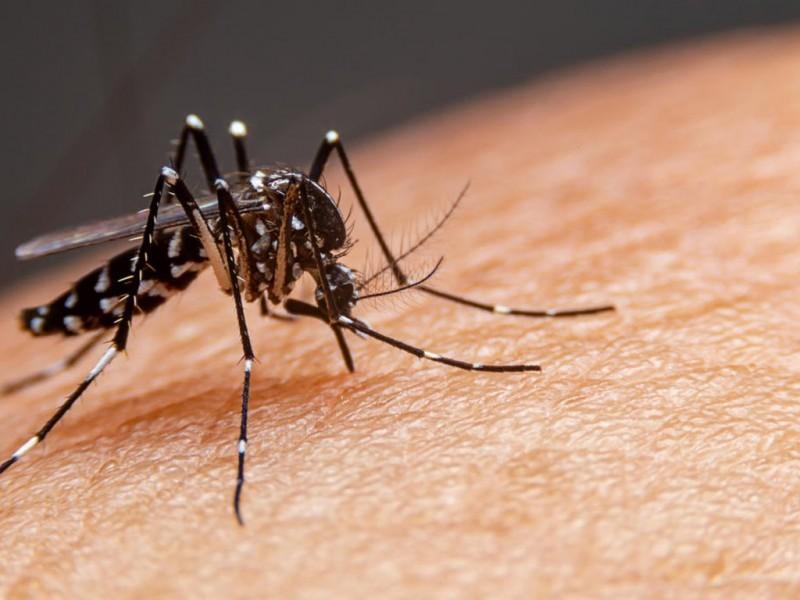 Tubarão registra primeira transmissão local de dengue 