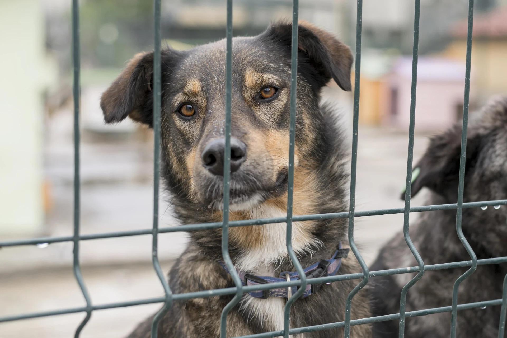 Maus-tratos animais: como reagir e quais medidas devem ser adotadas