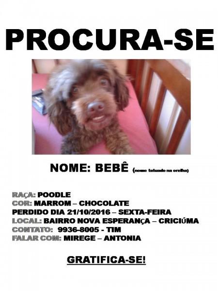 Animal encontrado no bairro São Sebastião