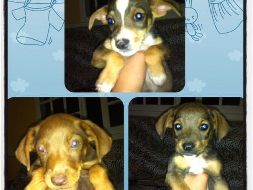 Filhotinhos mistura de pinscher