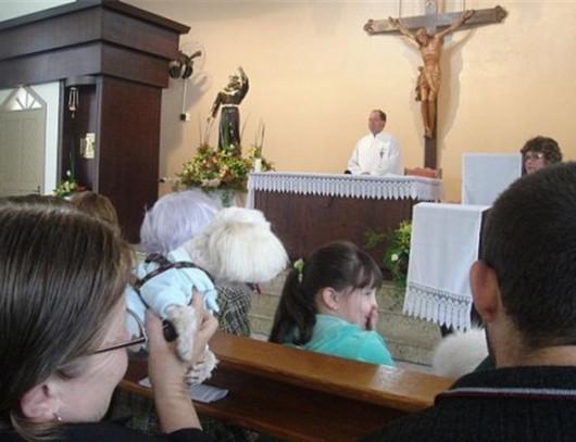 Nesta noite, celebração religiosa abençoará os animais