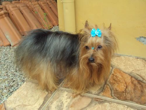 O dono do Yorshire foi localizado, em Cocal do Sul