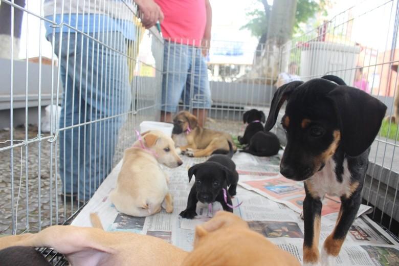 Fim de ano reduz adoção de animais na SOS Vira-Lata