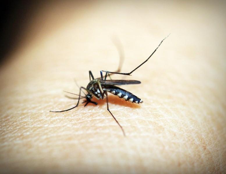 Santa Catarina ultrapassa 100 mil casos prováveis de dengue
