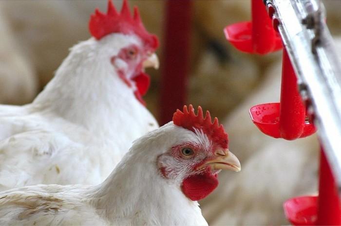 Avicultura catarinense fecha ano com saldo positivo na produção nacional
