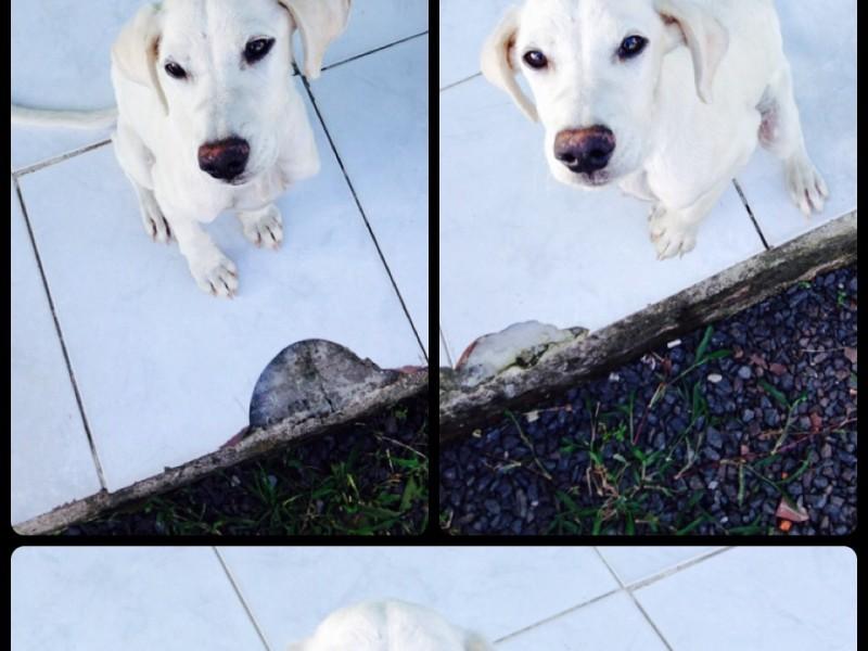 ADOTADO!! Animal perdido no Morro Cechinel
