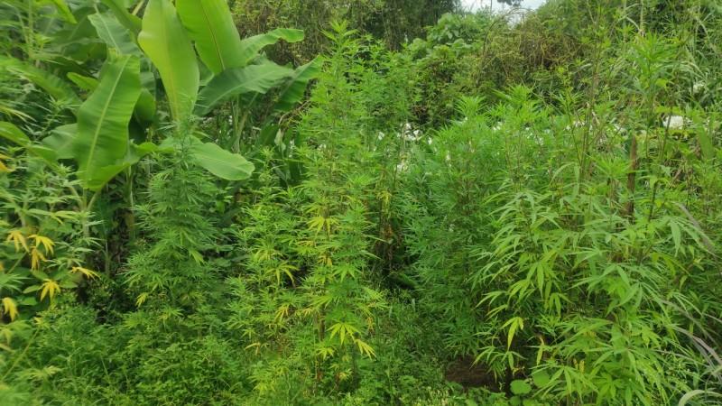 Polícia Civil encontra plantação de maconha em Timbé do Sul 
