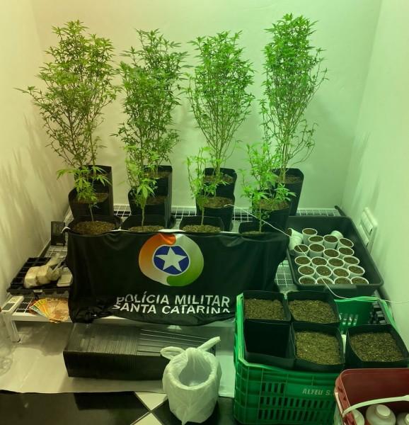 PM descobre estufa com plantação de maconha dentro de casa em Criciúma