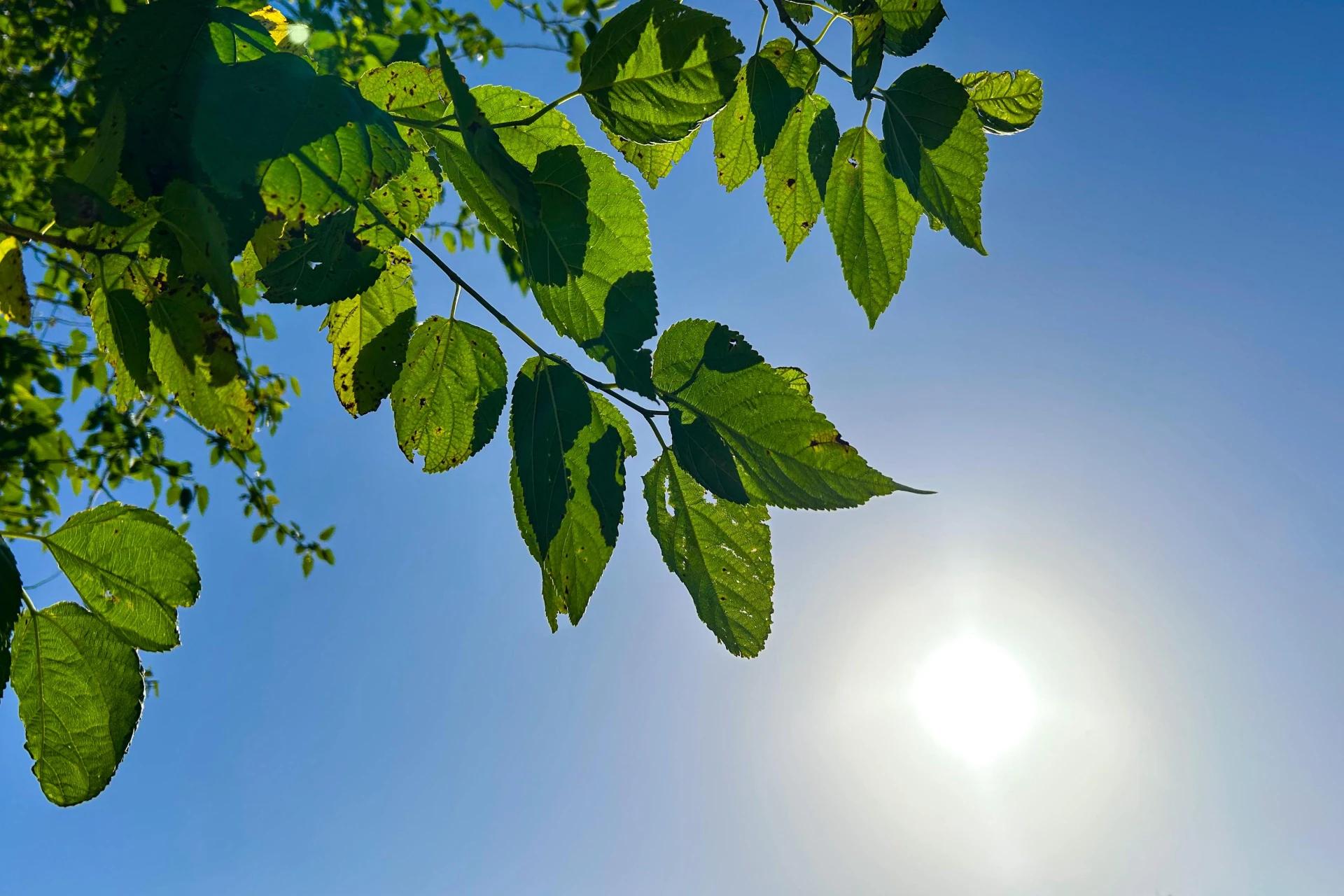 Tempo ensolarado marca a quinta-feira na região carbonífera